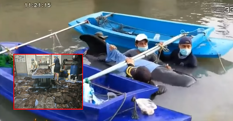 Comment ชาวต่างชาติเกี่ยวกับข่าวพบถุงพลาสติก 80 ชิ้นในท้องวาฬในประเทศไทย