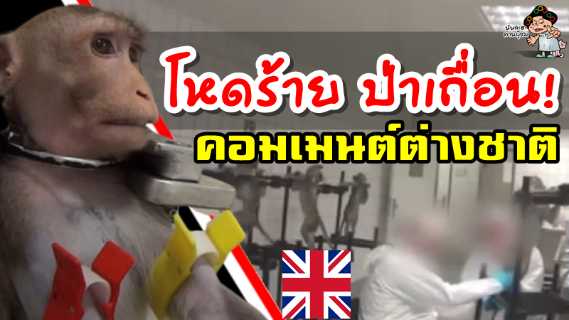 คอมเมนต์ชาวต่างชาติหลังรัฐบาลอังกฤษอนุญาตให้นำเข้าลิงกว่า 6700 ตัว เพื่อนำมาทดลอง