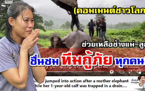 คอมเมนต์ต่างชาติชื่นชม หลังกู้ภัยไทยช่วยเหลือช้างแม่-ลูก จากท่อระบายน้ำ