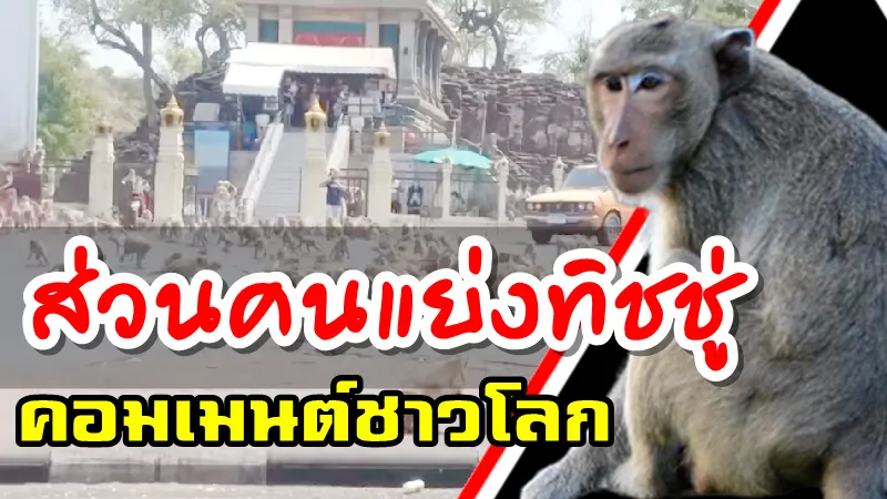 คอมเมนต์ชาวโลกเกี่ยวกับสงครามการแย่งชิงอาหารของลิงเมืองลพบุรี