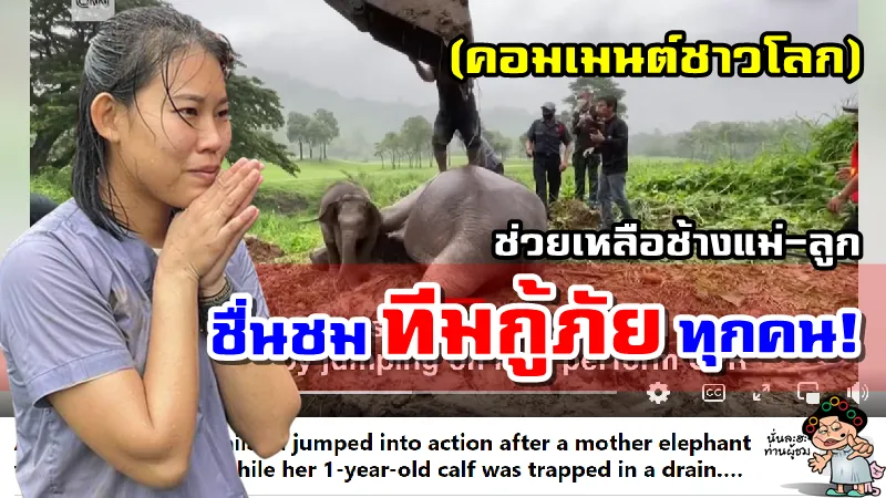คอมเมนต์ต่างชาติชื่นชม หลังกู้ภัยไทยช่วยเหลือช้างแม่-ลูก จากท่อระบายน้ำ